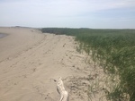 Seawall dune