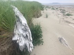 Seawall dune vegetation