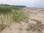 Seawall new dune growth