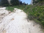 Dune vegetation pemaquid