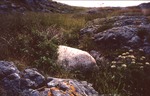 Granite erratic boulder among basalt outcrops by Henry N. Berry IV