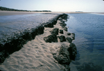 Popham Beach tidal creek erosion of peat