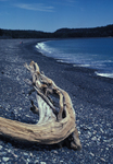 Jasper Beach with driftwood by Joseph Kelley