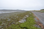 Lubec Spit with algae-attached cobbles