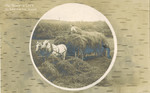 Postcard, the Simple Life, South Orrington, 1907