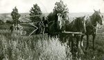 Olof Swenson's Farm - using the reaper - around 1917