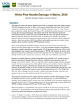 White Pine Needle Damage in Maine, 2024: Remote Sensing Product Accuracy Report: by Justin Williams